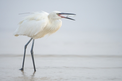 <i class='fa fa-user'></i>&nbsp;Hans Overduin&nbsp;|   Roodhalsreiger&nbsp; <i class='fa fa-eye'>&nbsp;451</i> &nbsp;<i class='fa fa-thumbs-up'>&nbsp;7</i> &nbsp; <i class='fa fa-comment-o'>&nbsp;16</i>