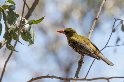 <i class='fa fa-user'></i>&nbsp;Kees de Jager&nbsp;|   Olijfrugwielewaal&nbsp; <i class='fa fa-eye'>&nbsp;215</i> &nbsp; <i class='fa fa-comment-o'>&nbsp;3</i>