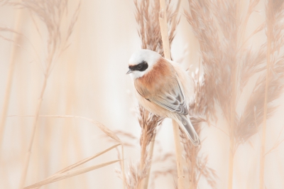 <i class='fa fa-user'></i>&nbsp;Vincent Vuik&nbsp;|   Buidelmees&nbsp; <i class='fa fa-eye'>&nbsp;423</i> &nbsp;<i class='fa fa-thumbs-up'>&nbsp;6</i> &nbsp; <i class='fa fa-comment-o'>&nbsp;21</i>