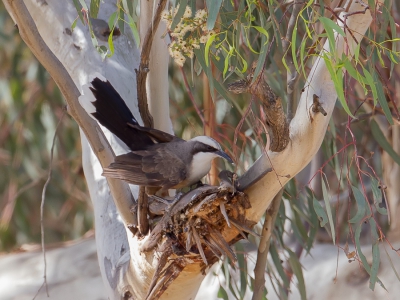 <i class='fa fa-user'></i>&nbsp;Paul van Giersbergen&nbsp;|   Grijskruinbabbelaar&nbsp; <i class='fa fa-eye'>&nbsp;238</i> &nbsp; <i class='fa fa-comment-o'>&nbsp;4</i>