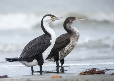 <i class='fa fa-user'></i>&nbsp;Bert Ooms&nbsp;|   Bonte Aalscholver&nbsp; <i class='fa fa-eye'>&nbsp;334</i> &nbsp;<i class='fa fa-thumbs-up'>&nbsp;1</i> &nbsp; <i class='fa fa-comment-o'>&nbsp;11</i>