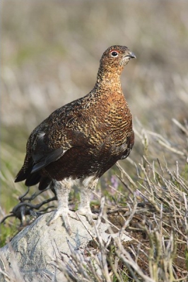 Geniale plek voor Grouse. Deze jongen was niet van ons weg te slaan. Doorlopend waren wij diegene die wegliepen om de nodige afstand te houden voor de foto's. Da's weer eens wat anders dan dat jij achter de grouse aan zit.

Details: 1Dmk2 + 1.4x + 400/5.6L @f/10, iso 200, wb=daylight, statief