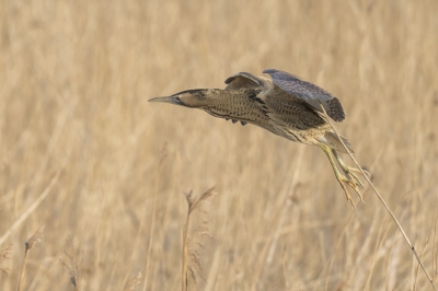 Afgelopen zondag 21 01 '18 was dit n van de roerdompen die zich heel even zien, het bleek dat deze recht voor me in het riet zat. Maar dit goed gecamoufleerde dier op voorhand ontdekken is nog een ander verhaal.