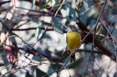 <i class='fa fa-user'></i>&nbsp;Kees de Jager&nbsp;|   Witkeelmangrovezanger&nbsp; <i class='fa fa-eye'>&nbsp;200</i> &nbsp; <i class='fa fa-comment-o'>&nbsp;0</i>