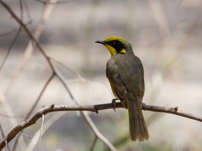 <i class='fa fa-user'></i>&nbsp;Paul van Giersbergen&nbsp;|   Geelpluimhoningeter&nbsp; <i class='fa fa-eye'>&nbsp;205</i> &nbsp; <i class='fa fa-comment-o'>&nbsp;1</i>