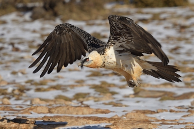 <i class='fa fa-user'></i>&nbsp;Johan G&nbsp;|   Lammergier&nbsp; <i class='fa fa-eye'>&nbsp;433</i> &nbsp; <i class='fa fa-comment-o'>&nbsp;2</i>