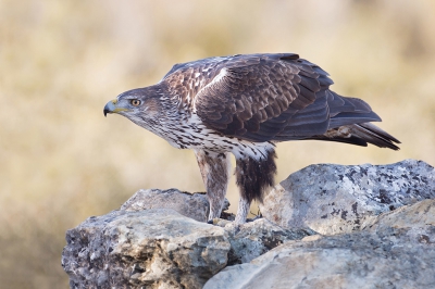 <i class='fa fa-user'></i>&nbsp;Luc Meert&nbsp;|   Havikarend&nbsp; <i class='fa fa-eye'>&nbsp;551</i> &nbsp;<i class='fa fa-thumbs-up'>&nbsp;1</i> &nbsp; <i class='fa fa-comment-o'>&nbsp;8</i>