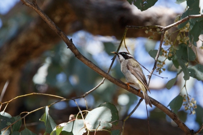 <i class='fa fa-user'></i>&nbsp;Kees de Jager&nbsp;|   Zwartkinhoningeter&nbsp; <i class='fa fa-eye'>&nbsp;214</i> &nbsp; <i class='fa fa-comment-o'>&nbsp;1</i>