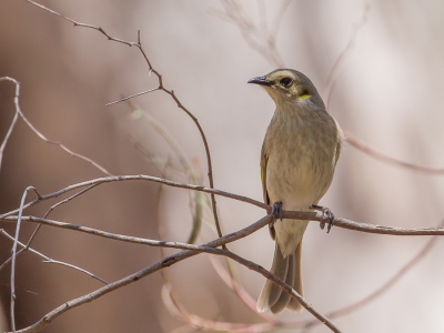 <i class='fa fa-user'></i>&nbsp;Paul van Giersbergen&nbsp;|   Brilhoningeter&nbsp; <i class='fa fa-eye'>&nbsp;202</i> &nbsp; <i class='fa fa-comment-o'>&nbsp;3</i>