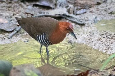 <i class='fa fa-user'></i>&nbsp;martin lok&nbsp;|   Zwartpootral&nbsp; <i class='fa fa-eye'>&nbsp;274</i> &nbsp; <i class='fa fa-comment-o'>&nbsp;6</i>