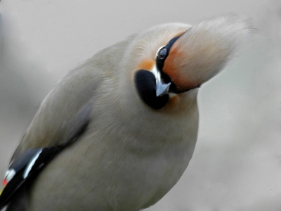 Van dichtbij keek hij me heel even aan, voordat hij weer verder ging met bessen plukken. Zwaarbewolkt. Vanuit de auto met rijstzak. Nikon D70, Sigma 80-400mm 4.5-5.6 OS: 400mm, 1/125 seconde(n) - F/6.3; -0.3 LW; ISO 400