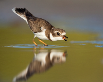 <i class='fa fa-user'></i>&nbsp;Bouke Atema&nbsp;|   Amerikaanse Bontbekplevier&nbsp; <i class='fa fa-eye'>&nbsp;452</i> &nbsp;<i class='fa fa-thumbs-up'>&nbsp;7</i> &nbsp; <i class='fa fa-comment-o'>&nbsp;4</i>