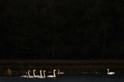 <i class='fa fa-user'></i>&nbsp;thijsglastra&nbsp;|   Wilde Zwaan&nbsp; <i class='fa fa-eye'>&nbsp;364</i> &nbsp;<i class='fa fa-thumbs-up'>&nbsp;7</i> &nbsp; <i class='fa fa-comment-o'>&nbsp;14</i>