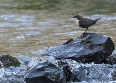 De waterspreeuw (Zwartbuik) is momenteel in Nederland een gewild onderwerp om te fotograferen.

Deze waterspreeuw (Roodbuik) echter is niet zo gemakkelijk te benaderen. 

Ook betreft het een koppeltje, reden dat ik deze locatie altijd zo geheim mogelijk probeer te houden. Mochten hier zoveel fotografen rondzwermen als bij de Nederlandse gevallen, dan zouden deze mooie vogels letterlijk en figuurlijk binnen de kortste tijd gevlogen zijn.

Daarom ga ik ook altijd in het voorjaar kijken als ze bezig met de nestbouw. Tijdens de broedperiode helemaal niet en als de jongen groter beginnen te worden wel weer. Dan zijn ze namelijk heel actief en is de kans groot deze prachtige en fascinerende vogels te kunnen vastleggen. Vooral fouragerend is het een lust voor het oog om ze bezig te zien.

Ze weten wel dat je er bent, maar met rust en geduld valt veel te bereiken. Dagen van meer dan 6 uur onder het netje zitten, zijn dan ook geen uitzondering.

De waterspreeuw, een prachtige en fascinerende vogel!!!