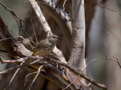 <i class='fa fa-user'></i>&nbsp;Paul van Giersbergen&nbsp;|   Roodstuitgrasvogel&nbsp; <i class='fa fa-eye'>&nbsp;183</i> &nbsp; <i class='fa fa-comment-o'>&nbsp;0</i>