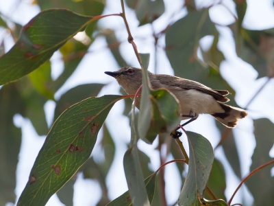 <i class='fa fa-user'></i>&nbsp;Paul van Giersbergen&nbsp;|   Witstaartmangrovezanger&nbsp; <i class='fa fa-eye'>&nbsp;182</i> &nbsp; <i class='fa fa-comment-o'>&nbsp;0</i>