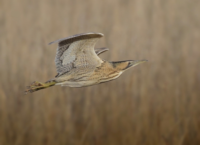 <i class='fa fa-user'></i>&nbsp;Ben Reitsma&nbsp;|   Roerdomp&nbsp; <i class='fa fa-eye'>&nbsp;766</i> &nbsp;<i class='fa fa-thumbs-up'>&nbsp;27</i> &nbsp; <i class='fa fa-comment-o'>&nbsp;22</i>