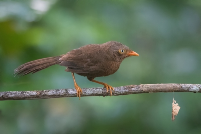 <i class='fa fa-user'></i>&nbsp;martin lok&nbsp;|   Ceylonese Babbelaar&nbsp; <i class='fa fa-eye'>&nbsp;248</i> &nbsp;<i class='fa fa-thumbs-up'>&nbsp;1</i> &nbsp; <i class='fa fa-comment-o'>&nbsp;1</i>