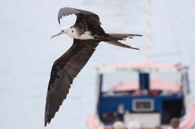 <i class='fa fa-user'></i>&nbsp;Marie-Jos� Boon&nbsp;|   Amerikaanse Fregatvogel&nbsp; <i class='fa fa-eye'>&nbsp;413</i> &nbsp;<i class='fa fa-thumbs-up'>&nbsp;2</i> &nbsp; <i class='fa fa-comment-o'>&nbsp;3</i>