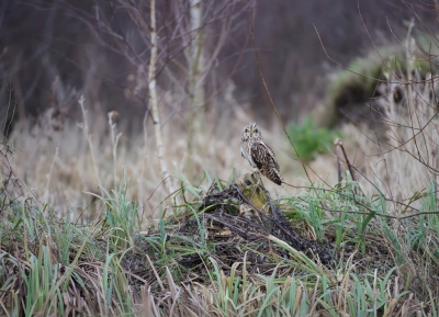 <i class='fa fa-user'></i>&nbsp;LeerdammerKees&nbsp;|   Velduil&nbsp; <i class='fa fa-eye'>&nbsp;645</i> &nbsp;<i class='fa fa-thumbs-up'>&nbsp;6</i> &nbsp; <i class='fa fa-comment-o'>&nbsp;13</i>