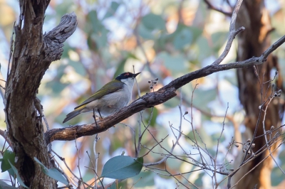 <i class='fa fa-user'></i>&nbsp;Paul van Giersbergen&nbsp;|   Diadeemhoningeter&nbsp; <i class='fa fa-eye'>&nbsp;247</i> &nbsp; <i class='fa fa-comment-o'>&nbsp;0</i>