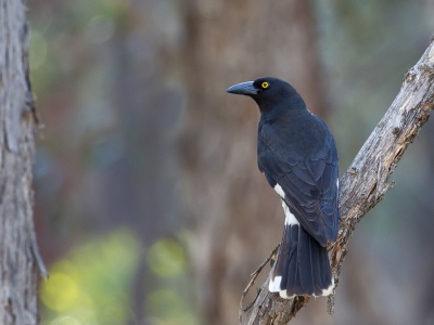 <i class='fa fa-user'></i>&nbsp;Paul van Giersbergen&nbsp;|   Bonte Klauwierkraai&nbsp; <i class='fa fa-eye'>&nbsp;292</i> &nbsp;<i class='fa fa-thumbs-up'>&nbsp;2</i> &nbsp; <i class='fa fa-comment-o'>&nbsp;6</i>