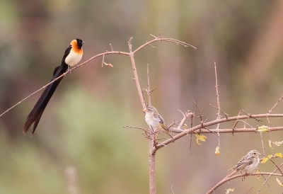 <i class='fa fa-user'></i>&nbsp;charlysax&nbsp;|   Langstaartparadijswida&nbsp; <i class='fa fa-eye'>&nbsp;381</i> &nbsp;<i class='fa fa-thumbs-up'>&nbsp;1</i> &nbsp; <i class='fa fa-comment-o'>&nbsp;2</i>