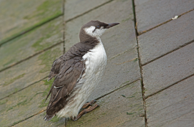 Meestal zijn er in jachthavens wel wat vogels te vinden. In eerste instantie alleen wat rotganzen. Doordat ik op de fiets zat (wat hoger) kon ik deze koet net zien.
Voorzichtig naderbij geslopen. En kon ik de zeekoet bewonderen en fotograferen. De vogel stond op de schuine wand even stil en ging daarna poetsen.
Een paar dagen daarna kon ik hem al vissend en duikend in de haven weer zien. Fantastische beleving.