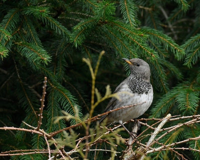 <i class='fa fa-user'></i>&nbsp;henkdikkers&nbsp;|   Zwartkeellijster&nbsp; <i class='fa fa-eye'>&nbsp;664</i> &nbsp;<i class='fa fa-thumbs-up'>&nbsp;4</i> &nbsp; <i class='fa fa-comment-o'>&nbsp;11</i>