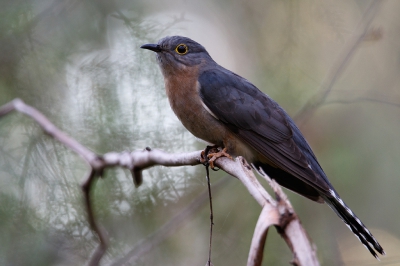 <i class='fa fa-user'></i>&nbsp;Kees de Jager&nbsp;|   Waaierstaartkoekoek&nbsp; <i class='fa fa-eye'>&nbsp;323</i> &nbsp;<i class='fa fa-thumbs-up'>&nbsp;3</i> &nbsp; <i class='fa fa-comment-o'>&nbsp;6</i>