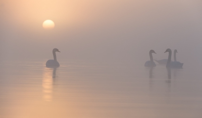 <i class='fa fa-user'></i>&nbsp;LeerdammerKees&nbsp;|   Knobbelzwaan&nbsp; <i class='fa fa-eye'>&nbsp;545</i> &nbsp;<i class='fa fa-thumbs-up'>&nbsp;19</i> &nbsp; <i class='fa fa-comment-o'>&nbsp;22</i>