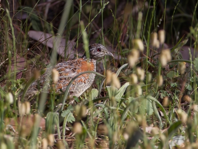 <i class='fa fa-user'></i>&nbsp;Paul van Giersbergen&nbsp;|   Bonte Vechtkwartel&nbsp; <i class='fa fa-eye'>&nbsp;294</i> &nbsp; <i class='fa fa-comment-o'>&nbsp;2</i>