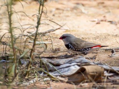 <i class='fa fa-user'></i>&nbsp;Paul van Giersbergen&nbsp;|   Diamantastrild&nbsp; <i class='fa fa-eye'>&nbsp;287</i> &nbsp; <i class='fa fa-comment-o'>&nbsp;3</i>