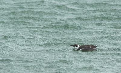 Deze dag kon ik de zeekoet vissend en duikend in de haven weer zien. Fantastische beleving. Een paar dagen ervoor stond die tegen de kant en leek er minder goed uit te zien. https://www.birdpix.nl/album_page.php?pic_id=469692