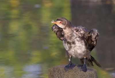 <i class='fa fa-user'></i>&nbsp;charlysax&nbsp;|   Afrikaanse Dwergaalscholver&nbsp; <i class='fa fa-eye'>&nbsp;361</i> &nbsp;<i class='fa fa-thumbs-up'>&nbsp;2</i> &nbsp; <i class='fa fa-comment-o'>&nbsp;3</i>