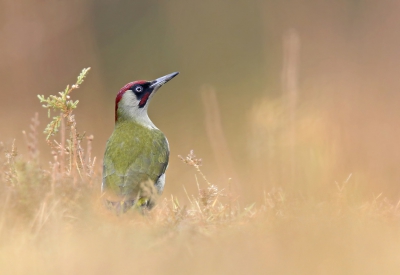 <i class='fa fa-user'></i>&nbsp;Gejo Wassink&nbsp;|   Groene Specht&nbsp; <i class='fa fa-eye'>&nbsp;1278</i> &nbsp;<i class='fa fa-thumbs-up'>&nbsp;41</i> &nbsp; <i class='fa fa-comment-o'>&nbsp;32</i>