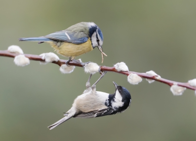 <i class='fa fa-user'></i>&nbsp;Eric van Roon&nbsp;|   Zwarte Mees&nbsp; <i class='fa fa-eye'>&nbsp;754</i> &nbsp;<i class='fa fa-thumbs-up'>&nbsp;9</i> &nbsp; <i class='fa fa-comment-o'>&nbsp;19</i>