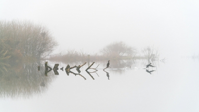 <i class='fa fa-user'></i>&nbsp;Loes Belovics&nbsp;|   Aalscholver&nbsp; <i class='fa fa-eye'>&nbsp;662</i> &nbsp;<i class='fa fa-thumbs-up'>&nbsp;17</i> &nbsp; <i class='fa fa-comment-o'>&nbsp;30</i>