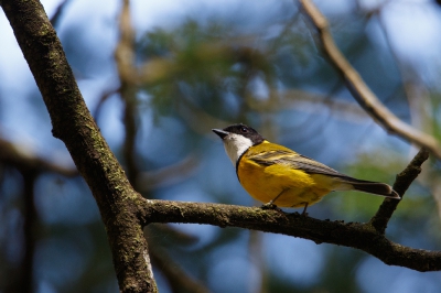 <i class='fa fa-user'></i>&nbsp;Kees de Jager&nbsp;|   Gouden Fluiter&nbsp; <i class='fa fa-eye'>&nbsp;286</i> &nbsp; <i class='fa fa-comment-o'>&nbsp;1</i>