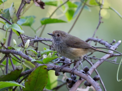 <i class='fa fa-user'></i>&nbsp;Paul van Giersbergen&nbsp;|   Bruine Doornsnavel&nbsp; <i class='fa fa-eye'>&nbsp;250</i> &nbsp; <i class='fa fa-comment-o'>&nbsp;1</i>