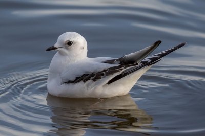 <i class='fa fa-user'></i>&nbsp;Peter Soer&nbsp;|   Ross' Meeuw&nbsp; <i class='fa fa-eye'>&nbsp;725</i> &nbsp;<i class='fa fa-thumbs-up'>&nbsp;2</i> &nbsp; <i class='fa fa-comment-o'>&nbsp;7</i>