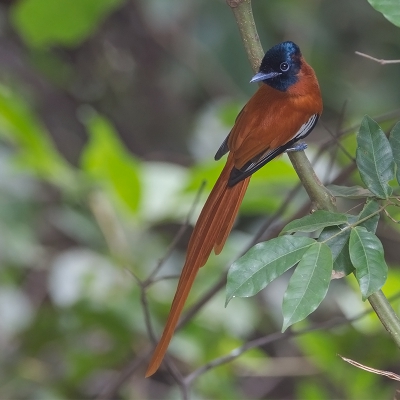 <i class='fa fa-user'></i>&nbsp;charlysax&nbsp;|   Roodbuikparadijsmonarch&nbsp; <i class='fa fa-eye'>&nbsp;396</i> &nbsp;<i class='fa fa-thumbs-up'>&nbsp;3</i> &nbsp; <i class='fa fa-comment-o'>&nbsp;9</i>