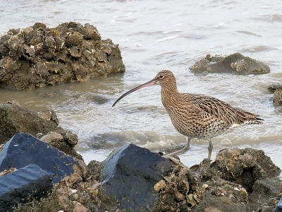 Deze welgedane wulp wandelde langzaam vanaf de droogvallende slikken naar de steenbestorting van de zeedijk om er zijn gading te vinden. Voor mij een mooie gelegenheid om hem van niet al te ver te kunnen fotograferen.