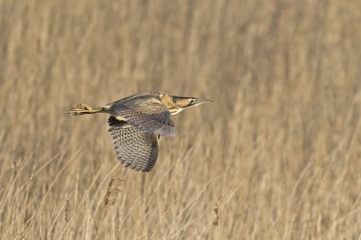 Soms springt een roerdomp plotseling uit het riet en gaat er verrassend snel vandoor, gelukkig keek ik op dat moment in de juiste richting zodat ik deze foto kon maken.