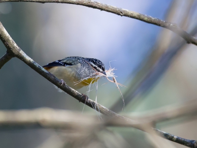 <i class='fa fa-user'></i>&nbsp;Paul van Giersbergen&nbsp;|   Gevlekte Diamantvogel&nbsp; <i class='fa fa-eye'>&nbsp;270</i> &nbsp; <i class='fa fa-comment-o'>&nbsp;5</i>