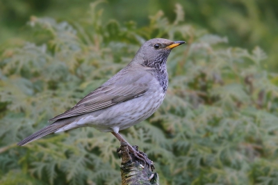 <i class='fa fa-user'></i>&nbsp;thijsglastra&nbsp;|   Zwartkeellijster&nbsp; <i class='fa fa-eye'>&nbsp;819</i> &nbsp;<i class='fa fa-thumbs-up'>&nbsp;8</i> &nbsp; <i class='fa fa-comment-o'>&nbsp;16</i>