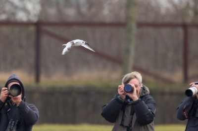 <i class='fa fa-user'></i>&nbsp;Peter Soer&nbsp;|   Ross' Meeuw&nbsp; <i class='fa fa-eye'>&nbsp;1043</i> &nbsp; <i class='fa fa-comment-o'>&nbsp;7</i>