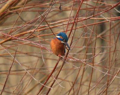 Foto genomen vanuit hut, we hebben de Ijsvogel een tijd kunnen volgen, hij bleef rustig zitten. En was ook opzoek naar vis, bij dit mooie weer.