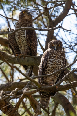 <i class='fa fa-user'></i>&nbsp;Kees de Jager&nbsp;|   Grote Valkuil&nbsp; <i class='fa fa-eye'>&nbsp;428</i> &nbsp;<i class='fa fa-thumbs-up'>&nbsp;1</i> &nbsp; <i class='fa fa-comment-o'>&nbsp;4</i>