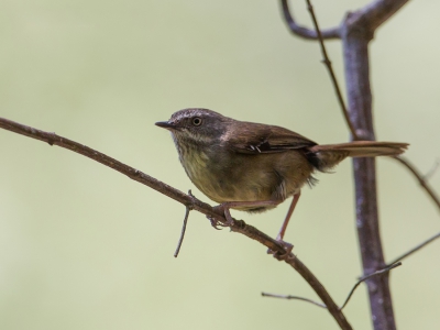 <i class='fa fa-user'></i>&nbsp;Paul van Giersbergen&nbsp;|   Witbrauwstruiksluiper&nbsp; <i class='fa fa-eye'>&nbsp;222</i> &nbsp; <i class='fa fa-comment-o'>&nbsp;1</i>